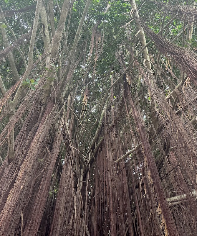 Interwoven roots and rising branches