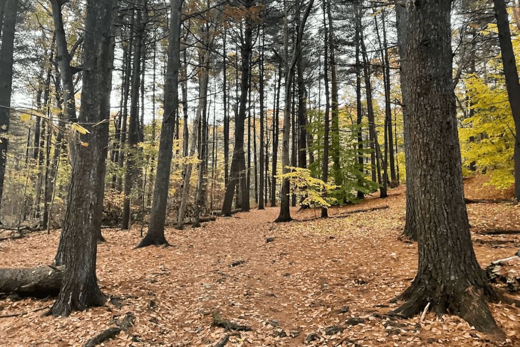 cunningham woods cunningham woods